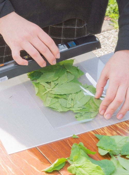 Hands scanning leaves during an experiment