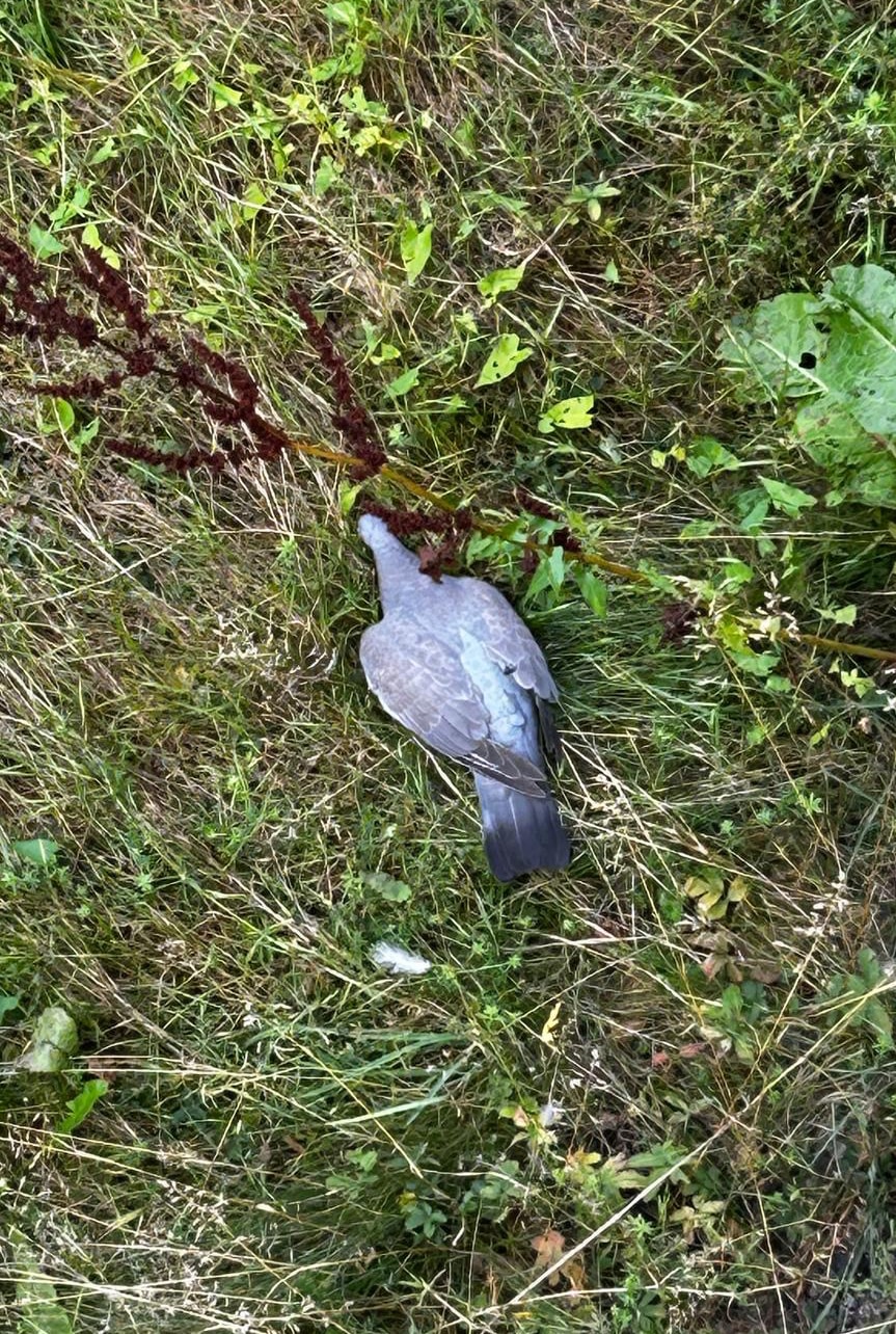 Living among us — deaddove2
